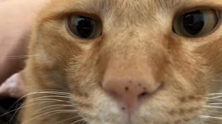 ゴロゴロ言って満足