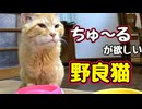 そんな目で見つめないで…【野良猫】