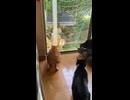 しゃべるねこちゃん