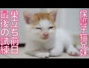 子猫兄妹、巣立ち前日最後の試練