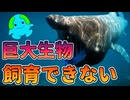 人間が飼育できなかった海の巨大生物 ４選【解説】