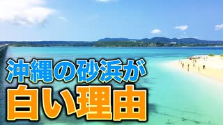 沖縄の砂浜を作る生き物を紹介！