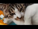 寝起きネコ