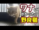 勝手に何やってんだか…【野良猫】