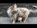 【尊い】カリカリ食べてる子猫のもとに母猫参上→世界が平和になった件【猫の日常】