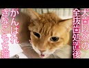 【抜歯跡閲覧注意】ベテラン子猫、抜歯処置後に混乱する