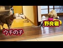 仲良く…とはいかない様で…【野良猫】