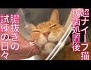【やや閲覧注意】超ナイーブ猫、抜歯処置後の膿抜きの試練