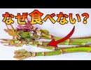 世界中で爆増中のイタドリが食べられていない理由【解説動画】