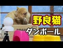 【野良猫】入ったぁ〜