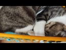 ｽﾔｽﾔｽﾔｧ