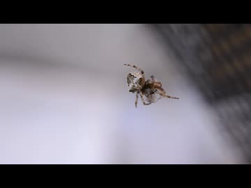 オニグモに給餌するだけの動画