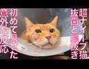 【傷あり閲覧注意】超ナイーブ猫、療養中に驚きの反応