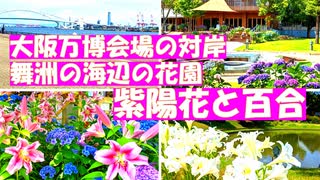 【舞洲あじさいEXPO】大阪関西万博会場の向かいの舞洲ロッジ（現The Day Osaka）２０２４年の紫陽花と百合　建設中の万博会場が対岸に見えます。２０２５は、あじさいEXPOとして開催！
