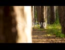 Immersive slider shot captures heart of tranquil woodland forest