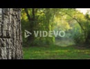 Slider shot reveal behind tree