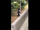 [猫動画]帰りに猫があれを出した