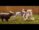 The Doghouse, LLC