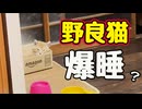 ダンボールが気にいったようで…