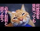 12周年のベテラン子猫、記念日に最大の試練を乗り越える