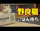 【野良猫】自然に待ってました…