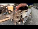 野良猫が膝を占拠してくる件について【尊い】