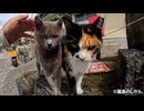 綺麗な三毛猫ちゃんをなでなでしてみた