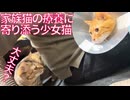 全抜歯ナイーブ猫と愛され娘猫、療養中に寄り添うも…