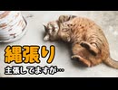 【野良猫】には効果なかったようです…