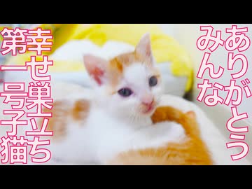 こねこちゃん　5 ペットアライブ サプライズ ニャーニャー鳴くよ！ こねこちゃん
