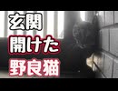 まさかの扉開け…【野良猫】