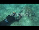 Shooting sea turtle underwater