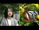 旅する蝶「アサギマダラ」に魅せられて10年･･･蝶を呼び込む花壇作りに取り組む高校生「子供達に見せたい」保育園にも設置