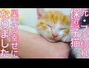 ブチ切れ保護子猫、成長して幸せ家猫になる