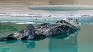 【鳥羽水族館】キラちゃんのお昼寝タイム【ラッコ】