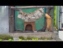 【小諸市動物園】テン吉くんのランニングタイム【スローモーション】