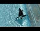 【須坂市動物園】流れるプールの流れに逆らうタラコ君【フンボルトペンギン】