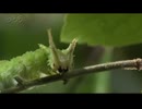 ホモとみる林のちょう