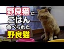 【野良猫】ごはん争奪戦 勃発！？