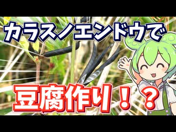 みんな大好きカラスノエンドウで豆腐チャレンジ！？