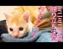 ミニ保護子猫兄妹、巣立ち前の別れを悟った夜