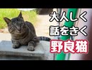 なんとかしてあげたいんですけどね…【野良猫】