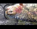 【足柄CA】吉やオリカラ「緑龍」で夏の【頂】を獲る！