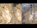 ファミリーマートのガーリックごはんと唐揚げマヨのおにぎりを食べました。 #ファミリーマート #ガーリック #唐揚げマヨ #おにぎり Japan convenience store food
