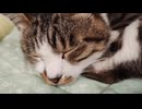 丸まって寝るねこ