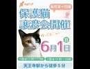 保護ねこの家譲渡会 in 天王寺