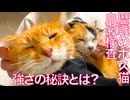 歴戦のボス猫、13歳でも元気の秘訣