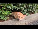 【猫召喚】茂みにいた茶トラをナデたら三毛猫まで現れた件ｗｗｗ