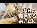 なんか集会でもありました？【野良猫】