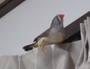 鳥の美しい鳴き声　譲り受けた小鳥動画その52　キンカチョウ